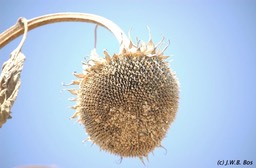Sunflower (Catalunya)