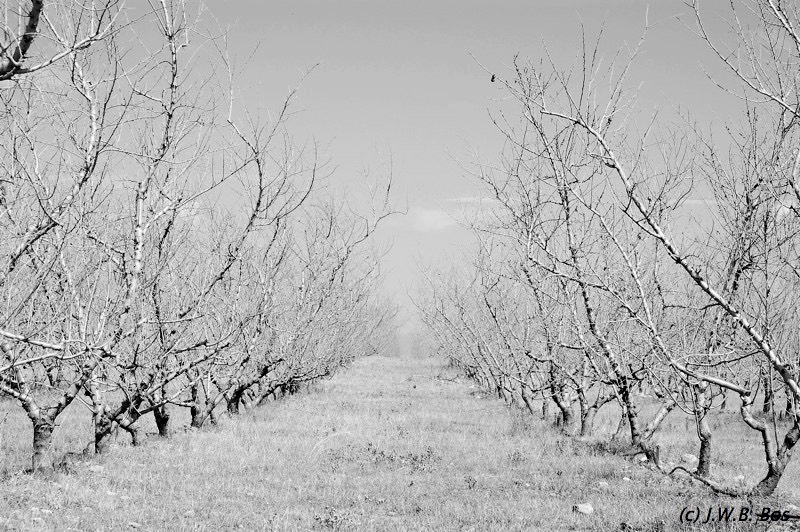 Dry orchard (Catalunya)