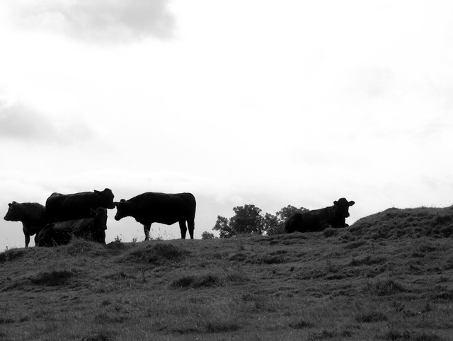 Hilltop cows