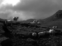 Dark sky, light sheep #1